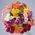 Spray roses